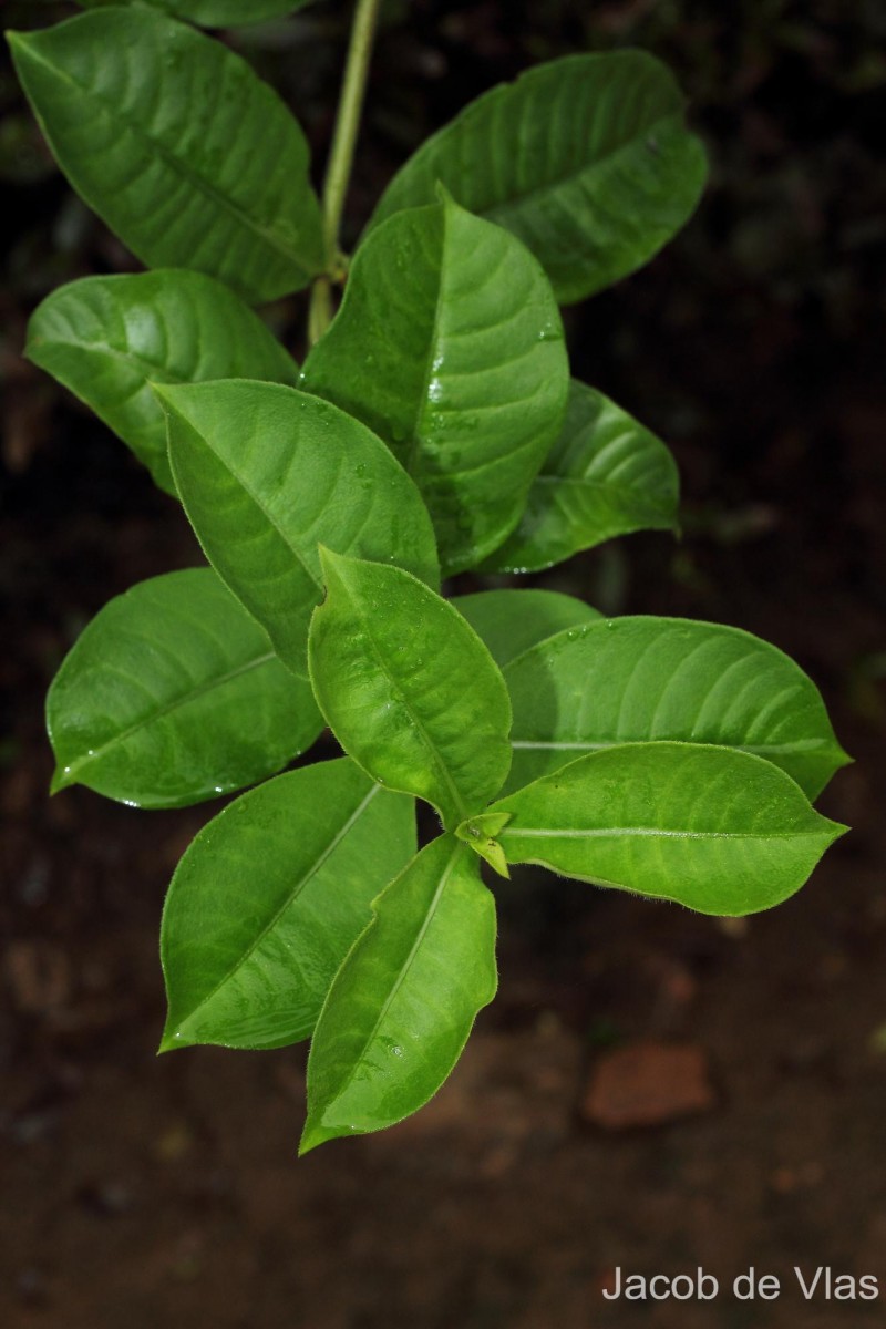 Allamanda blanchetii A.DC.